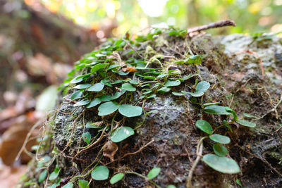 Close-up of mushroom growing in forest