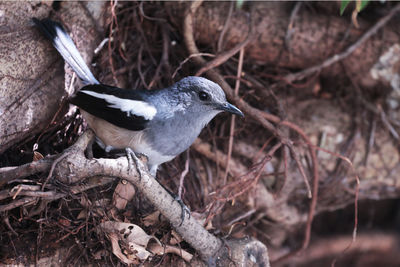 Close-up of a bird perching on a tree