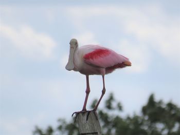 Low angle view of bird perching on wooden post