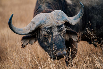 Close-up of horse in grass