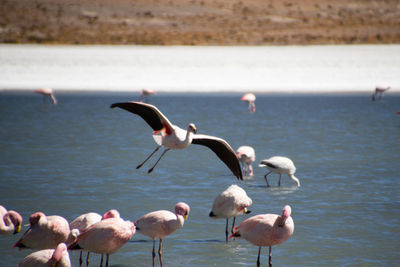 Birds flying over lake