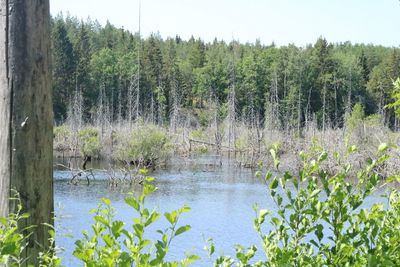 Scenic view of lake in forest