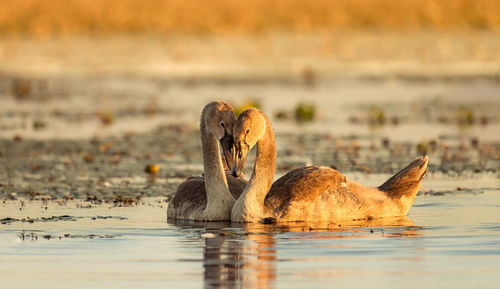 Ducks swimming in sea