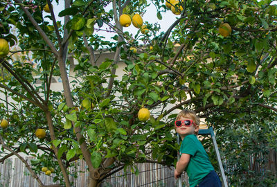 Blond toddler facing camera as he is climbing a ladder to a lemon tree