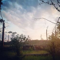 Plants growing on land against sky