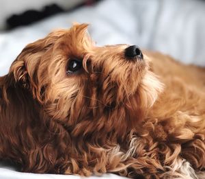 Close-up portrait of a dog