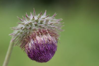 thistle