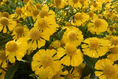 Helenium flowers