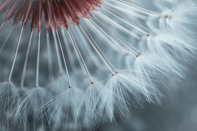 Close-up of dandelion against white background