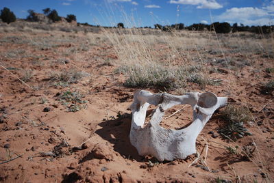 Close-up of animal skull on field