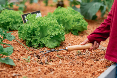 soil