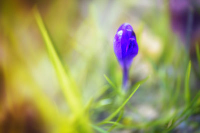 Close-up of purple crocus flower