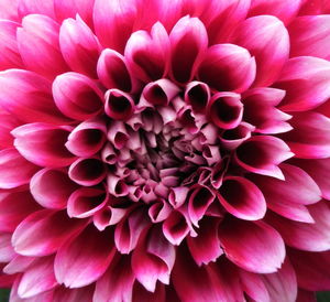 Close-up of dahlia blooming outdoors