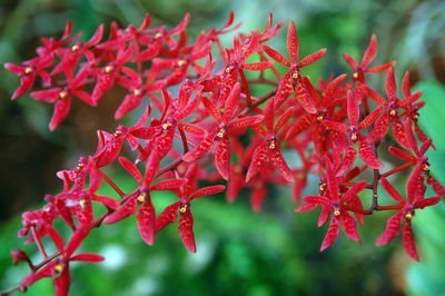 Close-up of red leaves on plant