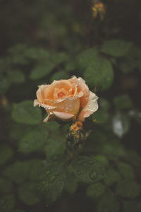 Close-up of rose flower