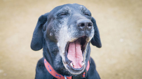 Close-up of dog yawning outdoors