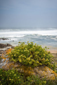 Close-up of lichen growing on beach against sky