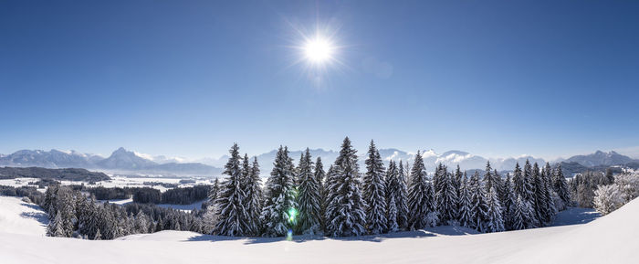 Trees on snow covered land against blue sky