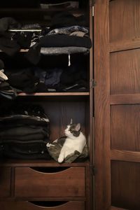 Cat sitting in shelf