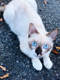 High angle view portrait of white cat