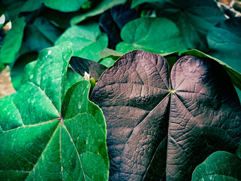 Full frame shot of leaves