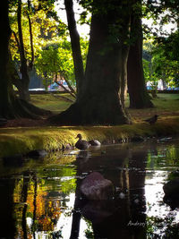 View of a tree trunk in lake