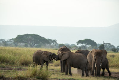 Elephants drinking water