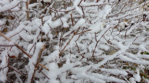 Snow covered tree in forest