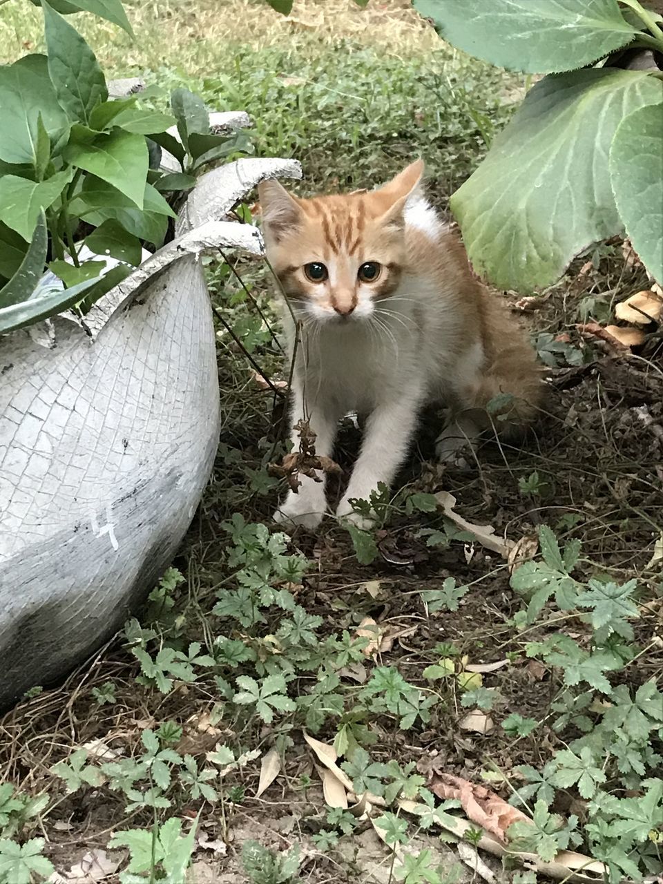 PORTRAIT OF CAT LYING ON LEAVES ON LAND