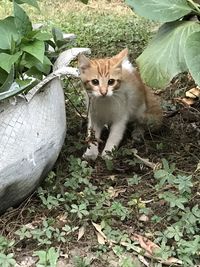 Portrait of cat lying on ground