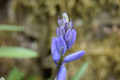 Close-up of purple flowers