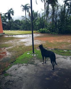 Dog on palm trees against sky