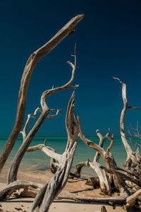 Dead tree against clear sky