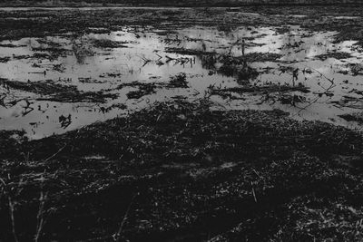 Reflection of trees in puddle