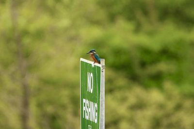 Close-up of a kingfisher perching on wooden sign