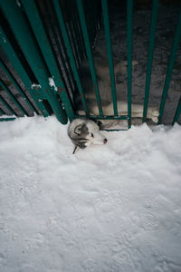 Close-up of horse on snow