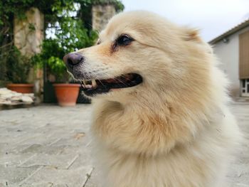 Close-up of dog looking away