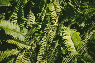 Close-up of fern leaves