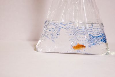 Fish swimming in transparent plastic water bag against white background