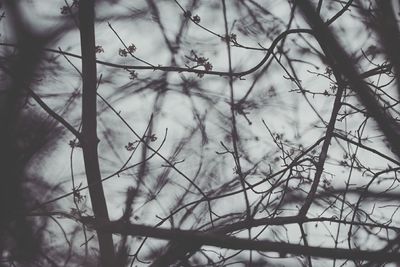 Low angle view of bare trees against sky