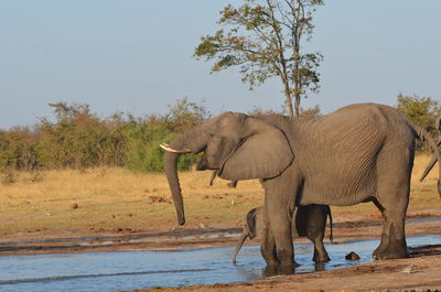 Elephants drinking water