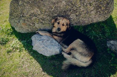 Dog sitting on rock