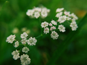 Close-up of white flowering plant