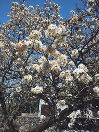 Low angle view of cherry blossom tree