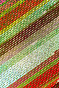 Drone view of multicolored tulip fields in the netherlands