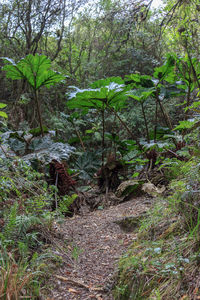 Trees growing in forest