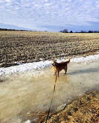 Dog standing on field