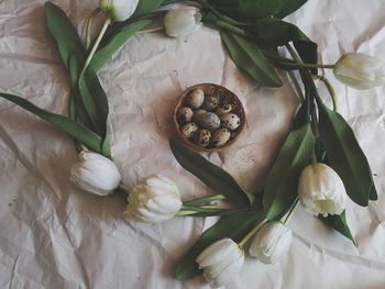 Close-up of snail on white flower