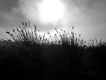 Low angle view of stalks in field against sky