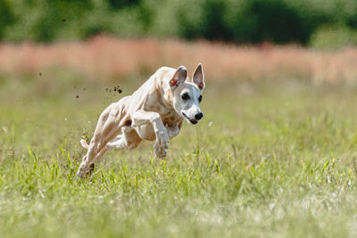 Whippet dog lifted off the ground during the dog racing competition running straight into camera